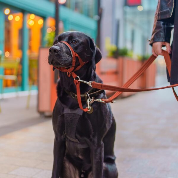 HALTI Headcollar - To Stop Your Dog Pulling on the Lead. Adjustable, Reflective and Lightweight, with Padded Nose Band. Dog Training Anti-Pull Collar for Medium Dogs (Size 3, Burnt Orange) - Image 5