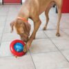 KONG - Gyro - Interactive Treat Dispensing Dog Toy - For Small Dogs - Image 3
