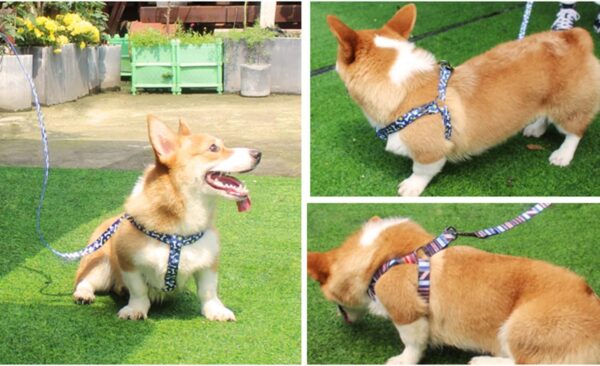 No Pull Dog Harness Breathable Adjustable Comfort, Free Lead Included,with Strong Handle Front Clip Harness, Outdoor Easy Control for Medium Small Dogs (M, BLUE) - Image 6