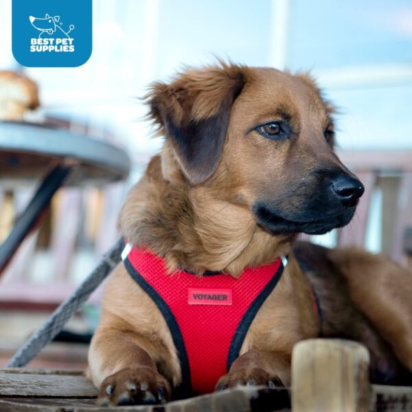 Voyager Step-in Air Dog Harness - All Weather Mesh, Reflective, No Pull Harness for Small, Medium Dogs, Cats - Secure with Hook & Loop Fastener, Buckle, Double D-Rings - Red/Black Trim, M - Image 11