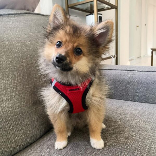 Voyager Step-in Air Dog Harness - All Weather Mesh, Reflective, No Pull Harness for Small, Medium Dogs, Cats - Secure with Hook & Loop Fastener, Buckle, Double D-Rings - Red/Black Trim, M - Image 9