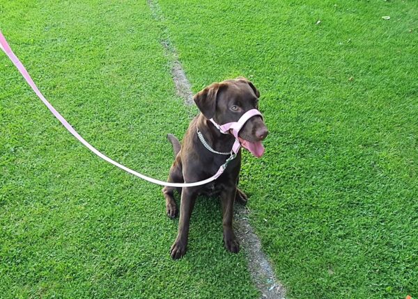 Headcollar Dog Halter/Training Head Collar Training Tool Dog, Head Harness to Stop Pulling on the Lead, Easy to Use, Padded Nose Band, Adjustable (1, Pink) - Image 3