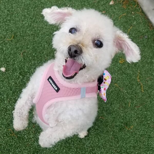 Voyager Step-In Air Dog Harness by Best Pet Supplies - All Weather Mesh Step in Vest Harness for Small and Medium Dogs, Pink, size S - Chest: 14.5 - 16" - Image 9