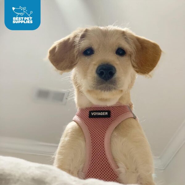 Voyager Step-In Air Dog Harness by Best Pet Supplies - All Weather Mesh Step in Vest Harness for Small and Medium Dogs, Pink, size S - Chest: 14.5 - 16" - Image 11