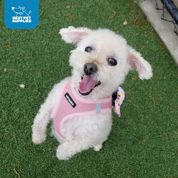 Voyager Step-In Air Dog Harness by Best Pet Supplies - All Weather Mesh Step in Vest Harness for Small and Medium Dogs, Pink, size S - Chest: 14.5 - 16" - Image 12