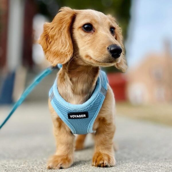 Best Pet Supplies Voyager Step-in Air All Weather Mesh Harness and Reflective Dog 5 ft Leash Combo with Neoprene Handle, for Small, Medium and Large Breed Puppies by - Leash Harness (Baby Blue), XS - Image 9