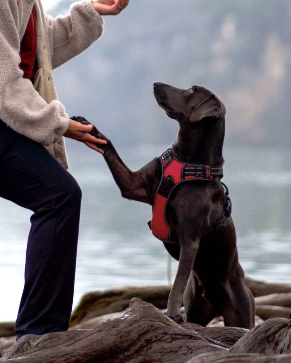 Joytale Dog Harness Small Dog No Pull Harness for Dogs with 2 Clips, Adjustable Soft Padded Dog Harness Reflective with Easy Control Handle for Walking and Training, Red, S - Image 5