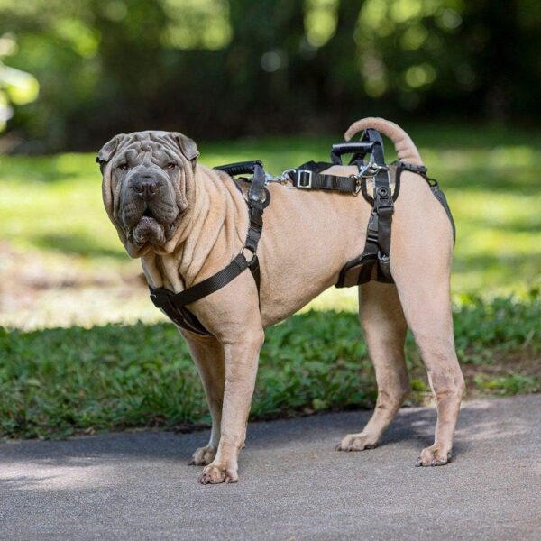 PetSafe CareLift Support Harness - Full-Body Lifting Aid with Handle - Great for Pet Mobility and Older Dogs - Comfortable, Breathable Material, Easy to Adjust, Black-Blue Large - Image 3