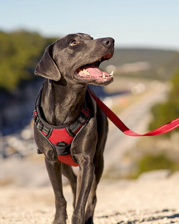 Joytale Dog Harness Small Dog No Pull Harness for Dogs with 2 Clips, Adjustable Soft Padded Dog Harness Reflective with Easy Control Handle for Walking and Training, Red, S - Image 6