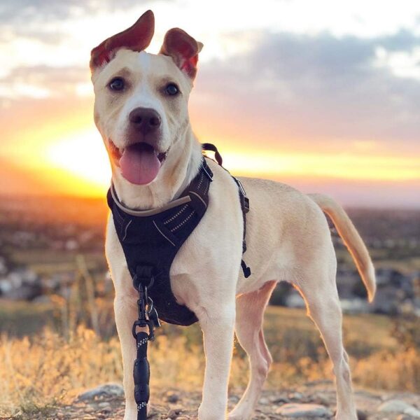 rabbitgoo Dog Harness Large Dog No Pull Pet Harness with 2 Leash Clips, Adjustable Soft Padded Pet Vest Harness, Reflective No-Choke with Easy Control Handle for Training or Walking, Black, XL - Image 10