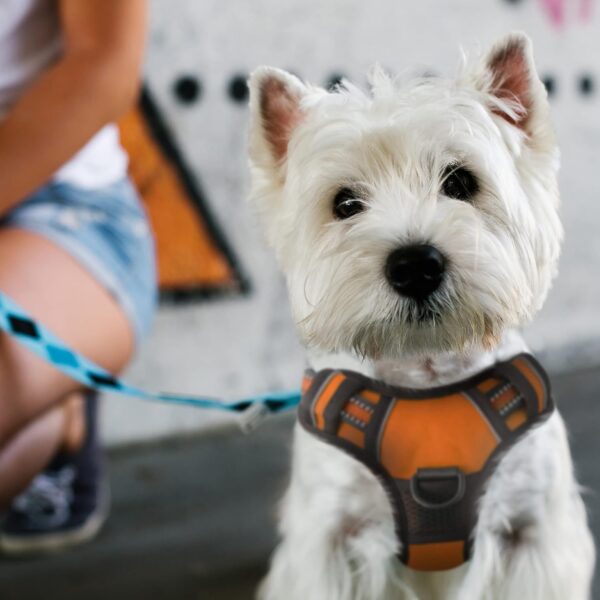 FurDreams Dog Harness – Secure Padded Vest Harness, Comfortable Material with Reflective Strips, Non-Restrictive, No Choke Fit with 4 Adjustable Straps, No Pull, Clip On Easy (Small, Orange) - Image 8