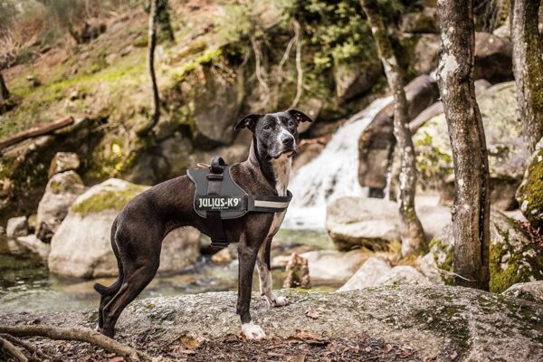 K9 Powerharness, Size: M/0, Anthracite - Image 10