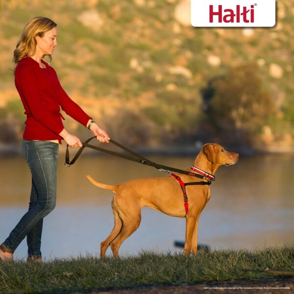HALTI Front Control Harness, Size Medium, Bestselling Professional Dog Harness to Stop Pulling on the Lead, Easy to Use, Anti-Pull Training Aid, Front Leading No Pull Harness for Medium Dogs - Image 6