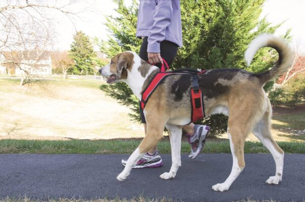 PetSafe EasySport Harness, Walking Harness for Dogs, Adjustable, Padded, Large-Red - Image 8